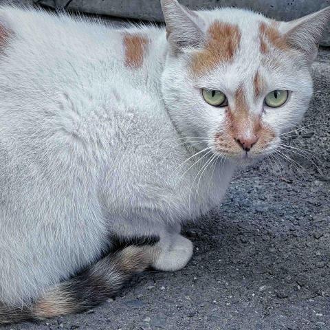 謝婕融 - 人像或寵物拍攝