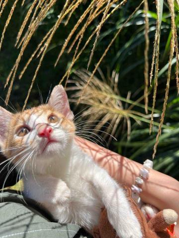 提供指甲光療機服務的專家李雨蓉