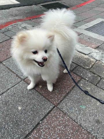 牛牛寵物保姆 - 博美犬阿布 遛狗