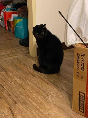 牛牛寵物保姆 - 烏妞 到府照顧