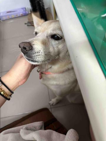 🌸莉莉安🌸 寵物褓母開放預約🫶🏻🐶🐱🐭🐹🐰 - 討摸摸的蘿拉1