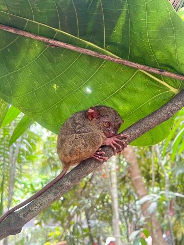 張元祺 - 世界上最小的猴子