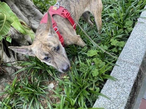 牛牛寵物保姆 - 米克斯miji 遛寵