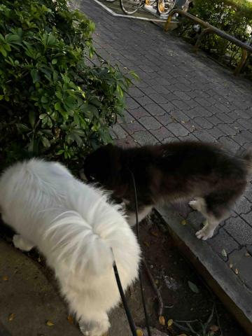 牛牛寵物保姆 - 哈士奇白板+薩摩耶發財 遛狗