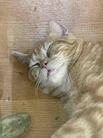 🌸莉莉安🌸 寵物褓母開放預約🫶🏻🐶🐱🐭🐹🐰 - 大剌剌的妮寶 ❗️看到我都不緊張 馬上就進入夢鄉了?