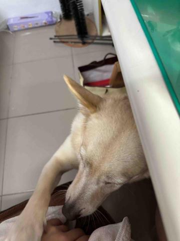 🌸莉莉安🌸 寵物褓母開放預約🫶🏻🐶🐱🐭🐹🐰 - 討摸摸的蘿拉2