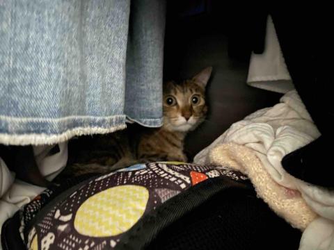 🌸莉莉安🌸 寵物褓母開放預約🫶🏻🐶🐱🐭🐹🐰 - 好萌的張小愛，衣櫃是他最安心的地方 雖然他全身都是毛毛