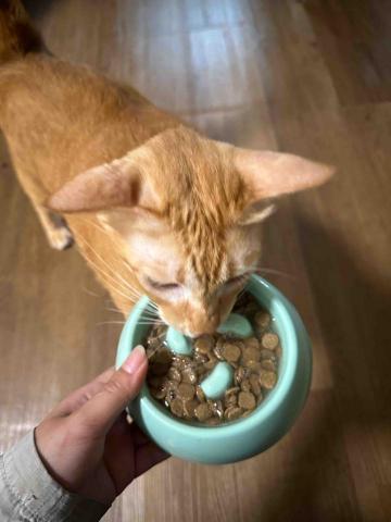 🌸莉莉安🌸 寵物褓母開放預約🫶🏻🐶🐱🐭🐹🐰 - 我是波妞：每次聽到開門聲 我就是知道是我的飯來啦?我會使勁的喵 叫他趕快用飯飯給我❗️