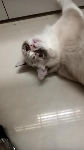 小毛頭寵物保母 - 