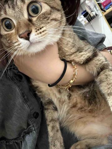 🌸莉莉安🌸 寵物褓母開放預約🫶🏻🐶🐱🐭🐹🐰 - 大家好✌️我雖然很緊張 會ㄏㄚˋ氣 但是我可摸可抱 是個名副其實的小可愛❗️