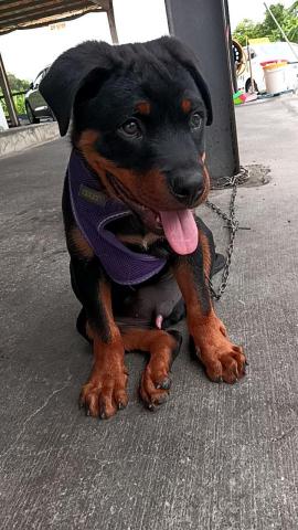 小毛頭寵物保母 - 