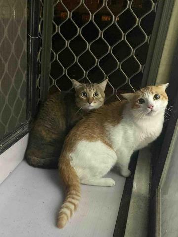 🌸莉莉安🌸 寵物褓母開放預約🫶🏻🐶🐱🐭🐹🐰 - 住宿的第一天 兩隻寶寶都很警惕 連主人都ㄏㄚˋ氣❗️這個時候 不要打擾他們 就是最好的見面禮了