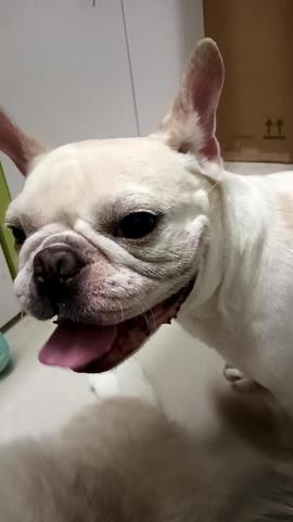 小毛頭寵物保母 - 