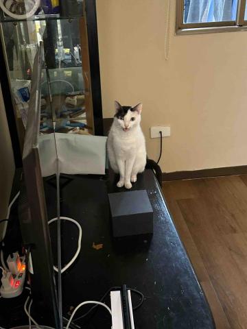 🌸莉莉安🌸 寵物褓母開放預約🫶🏻🐶🐱🐭🐹🐰 - 我是牛牛：奴才我都已經就定位了❗️我的飯飯呢❗️