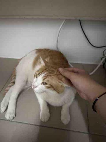 🌸莉莉安🌸 寵物褓母開放預約🫶🏻🐶🐱🐭🐹🐰 - 住宿的第二天終於放下戒心的胖奇