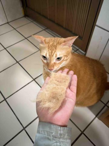 🌸莉莉安🌸 寵物褓母開放預約🫶🏻🐶🐱🐭🐹🐰 - 這是我的毛毛嗎❗️檢查?