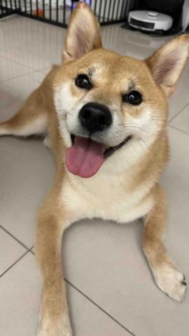 楊佳樺 - 幫忙別人顧狗