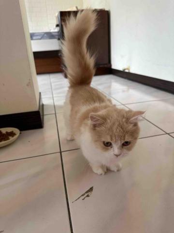 🌸莉莉安🌸 寵物褓母開放預約🫶🏻🐶🐱🐭🐹🐰 - 出來迎接我的寶貝短短