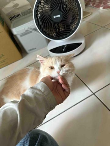 🌸莉莉安🌸 寵物褓母開放預約🫶🏻🐶🐱🐭🐹🐰 - 最喜歡摸下巴了好舒服好開心