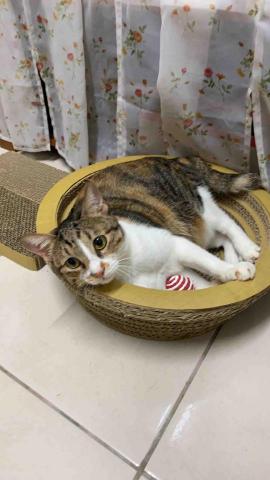 阿肥的家 - 害羞的妹妹