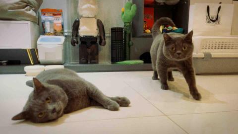 三仔一生 - 飼主出國 餵貓完成照片