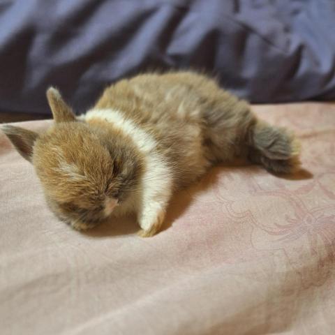 提供外送兼職服務的專家怡心王