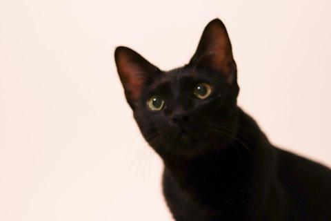 栗鼠與花 - 【寵物攝影】