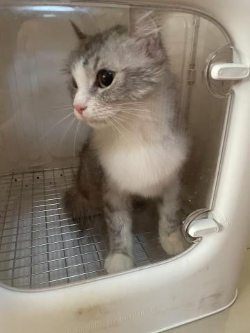 養樂多寵物到府美容 - 