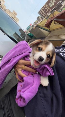 養樂多寵物到府美容 - 