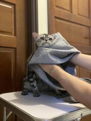 養樂多寵物到府美容 - 