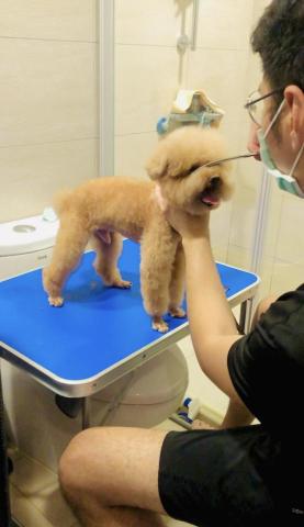 養樂多寵物到府美容 - 