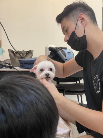 養樂多寵物到府美容 - 