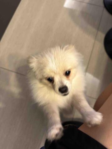 王小姐寵物陪伴house - 嘟比