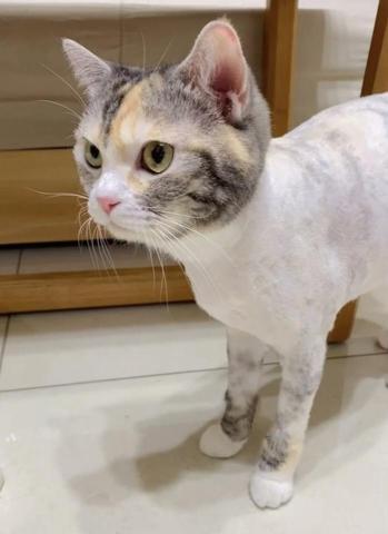 養樂多寵物到府美容 - 