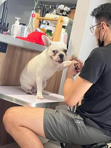 養樂多寵物到府美容 - 