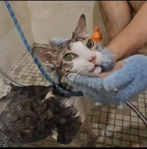 養樂多寵物到府美容 - 