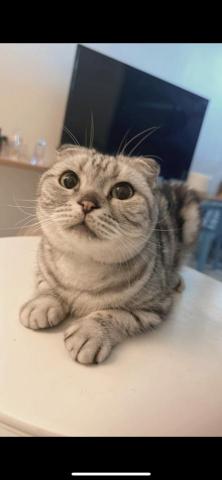 養樂多寵物到府美容 - 