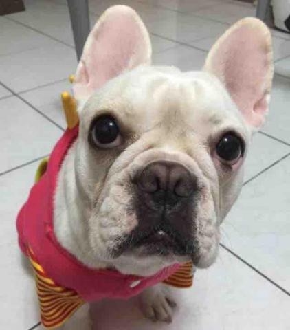 提供遛狗服務的專家林孟諠