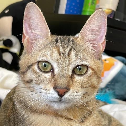 提供寄養貓服務的專家Leon Cheng