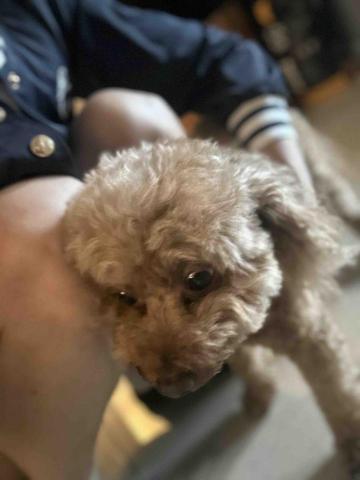 王小姐寵物陪伴house - 寶寶