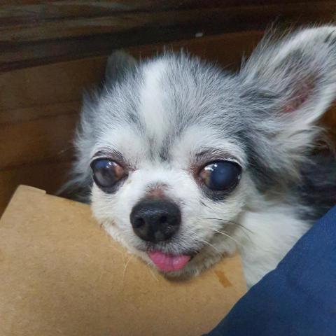 提供180服務的專家Alice Wang