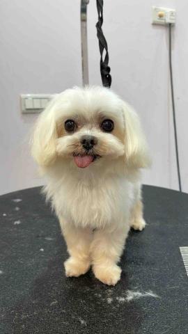 寵物美容師代班、到府寵物美容、到府寵物保姆 - Bebe 