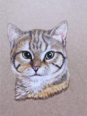 小星人繪繪課 - #色鉛筆 #寵物似顏繪