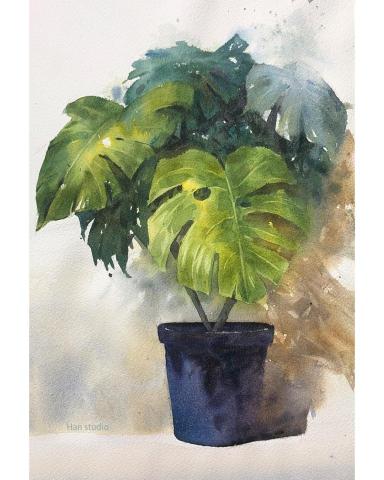 Han studio  邱柏翰 - 龜背芋植物水彩示範，這堂課介紹不同種的綠色如何搭配