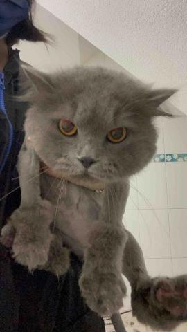 寵物美容師代班、到府寵物美容、到府寵物保姆 - 蛋塔