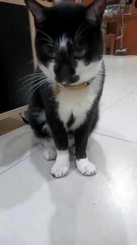 小毛頭寵物保母 - 終於會給我摸的咪咪