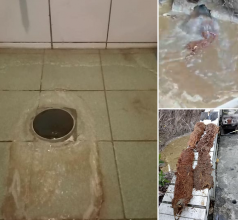 藏虎防水抓漏工程 - 某機關單位樹根侵入盤踞洩水管以藥劑及大流量週波機疏通 排出