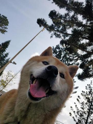 提供日文50音教學服務的專家Shion