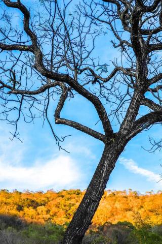 葉子 - 風景攝影