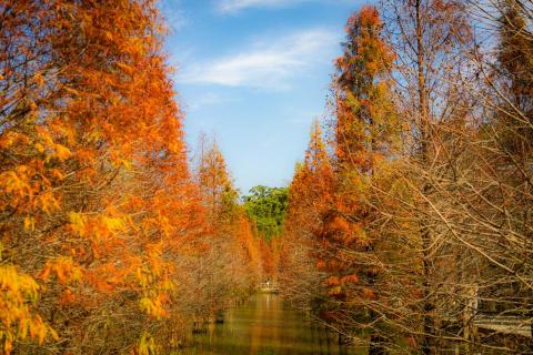 葉子 - 風景攝影